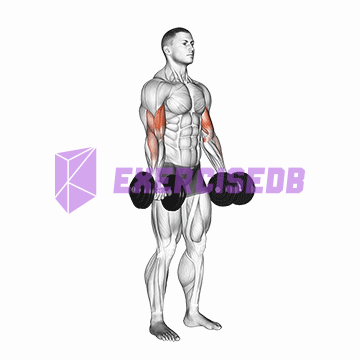 dumbbell biceps curl