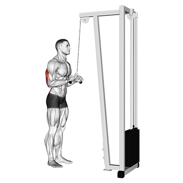 cable triceps pushdown (v-bar) demonstration