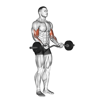 ez barbell curl demonstration
