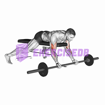 barbell lying preacher curl