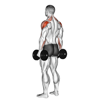 dumbbell rear delt raise demonstration