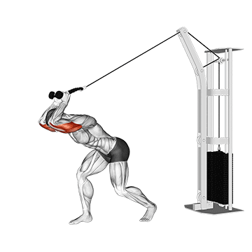 cable high pulley overhead tricep extension demonstration