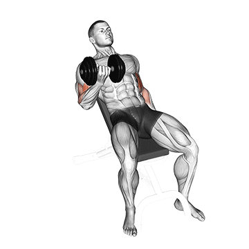 dumbbell incline curl demonstration