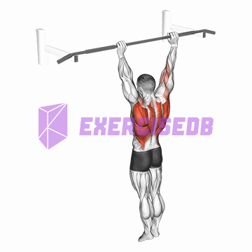 archer pull up img