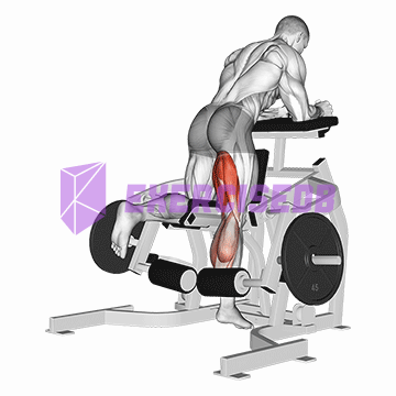lever kneeling leg curl