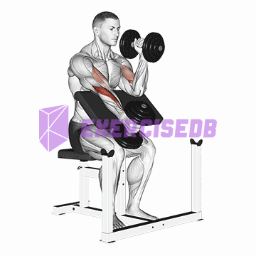 dumbbell alternate hammer preacher curl img