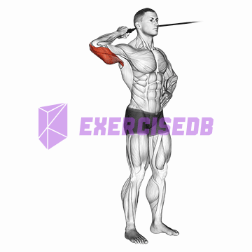 band side triceps extension img