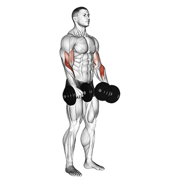 dumbbell revers grip biceps curl demonstration