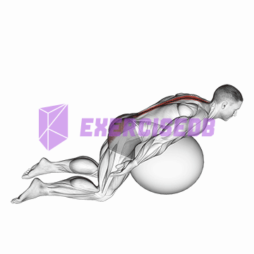 exercise ball back extension with arms extended img