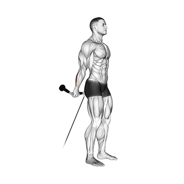 cable standing back wrist curl demonstration