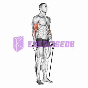 band alternating biceps curl img