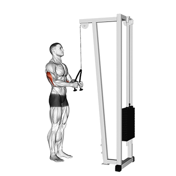 cable pushdown (with rope attachment) demonstration