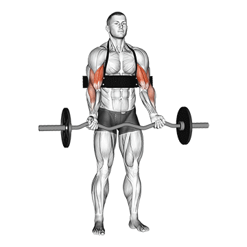ez-bar biceps curl (with arm blaster) demonstration