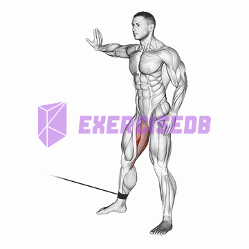 cable hip adduction