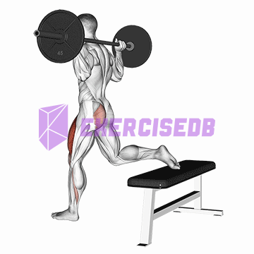 barbell one leg squat