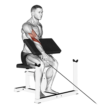 cable one arm reverse preacher curl demonstration