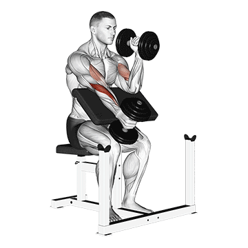 dumbbell alternate hammer preacher curl demonstration