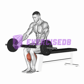 barbell seated calf raise