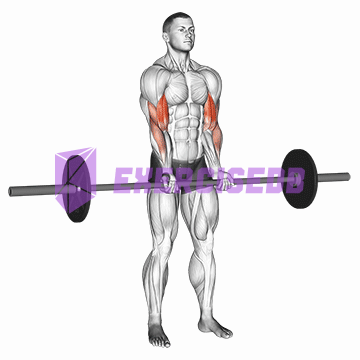 barbell standing close grip curl